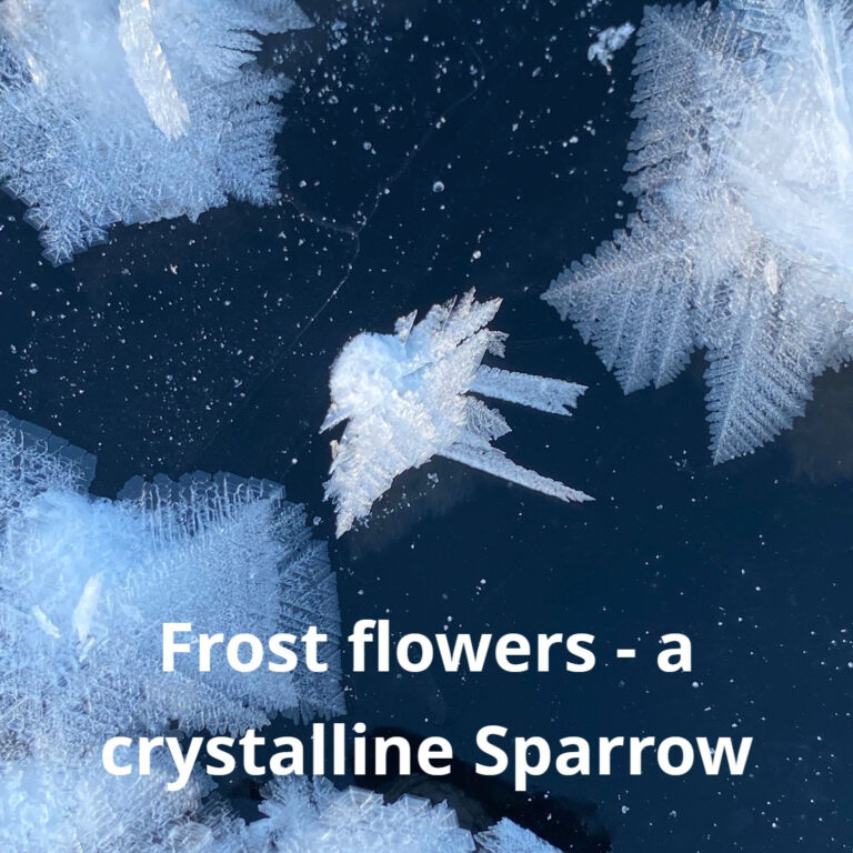Frost flowers resembling a sparrow